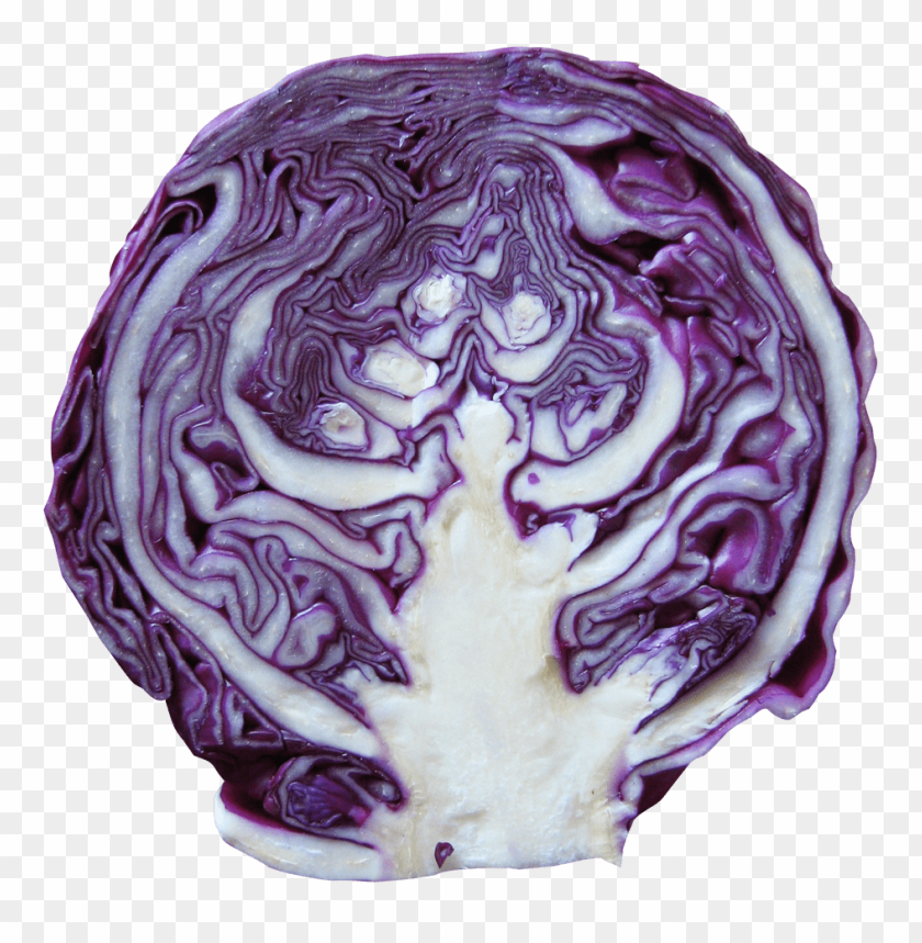 
vegetables
, 
cabbage
, 
red cabbage
