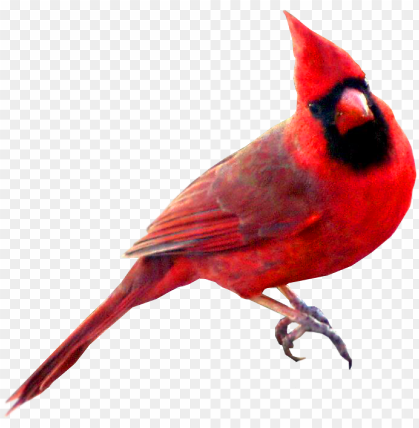 red carainal bird red cardinal bird PNG transparent with Clear Background ID 219251