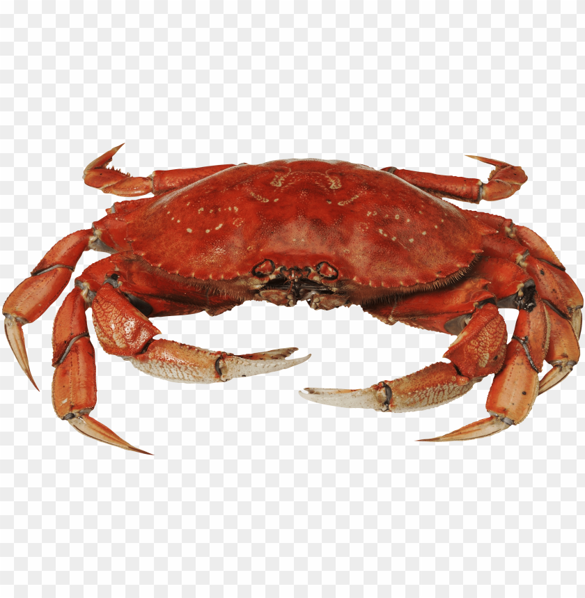 
crab
, 
red crab
, 
prawn
, 
red prawn
, 
shrimp
 , 
red shrimp
, 
red crab standing
