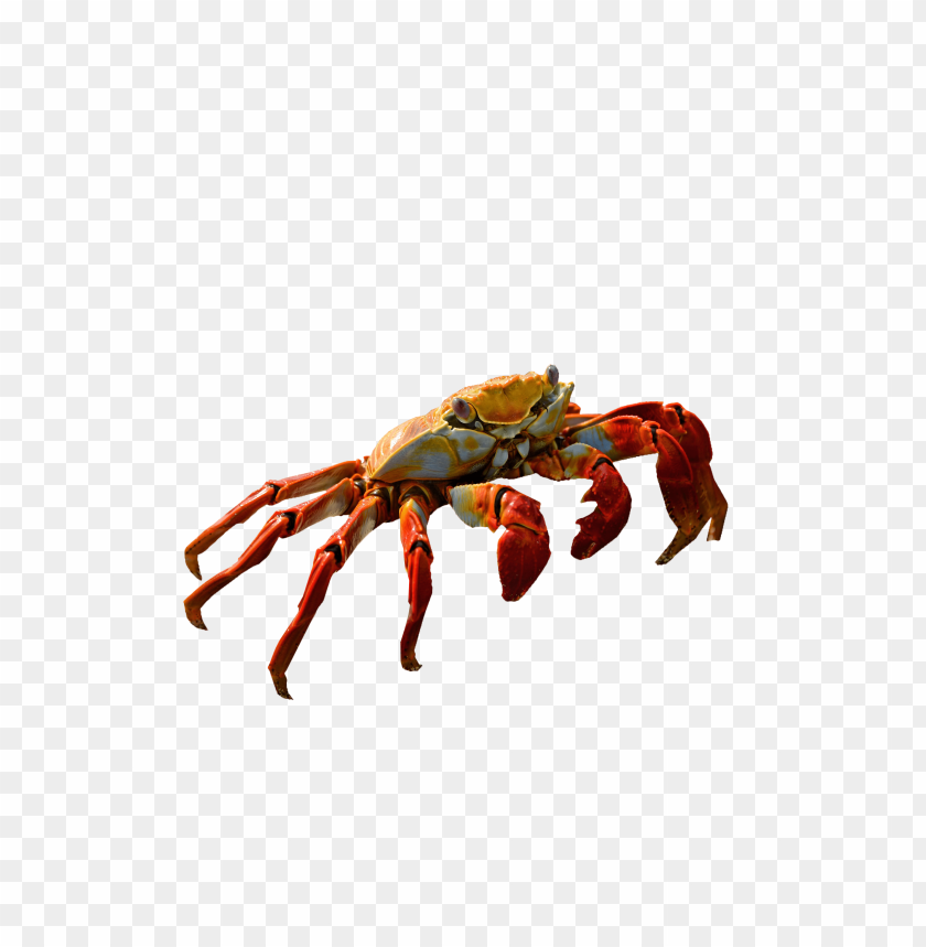 
crab
, 
red crab
, 
prawn
, 
red prawn
, 
shrimp
, 
red shrimp
, 
red crab standing
