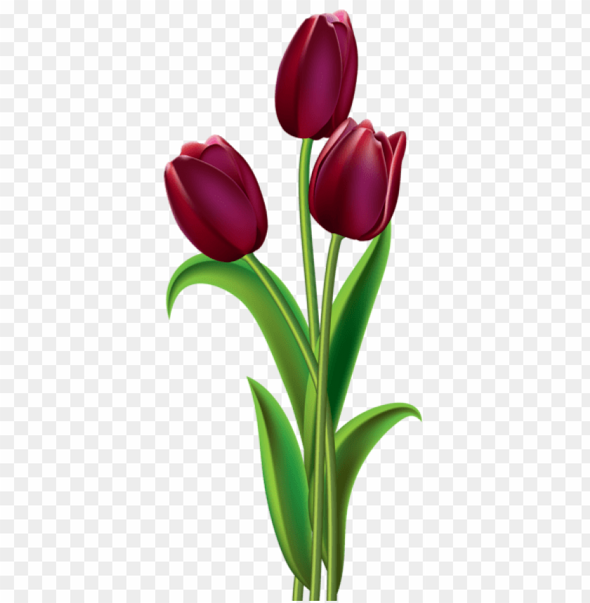 red dark tulips