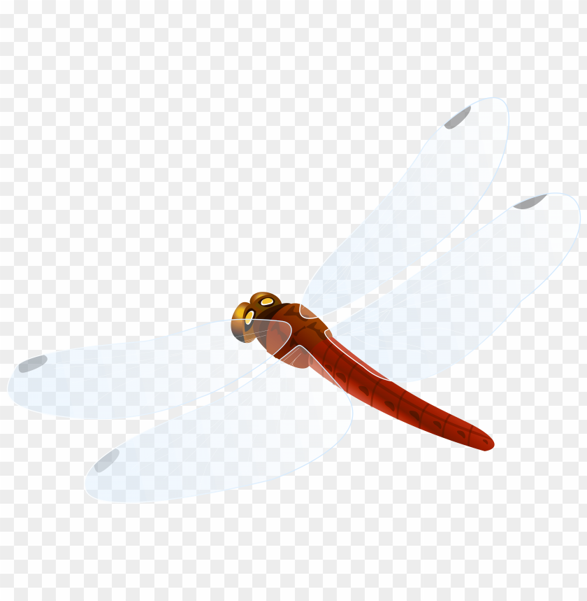 dragonfly, red