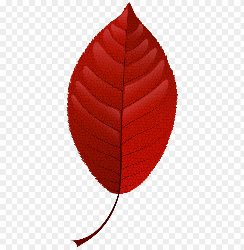 fall, leaf, red