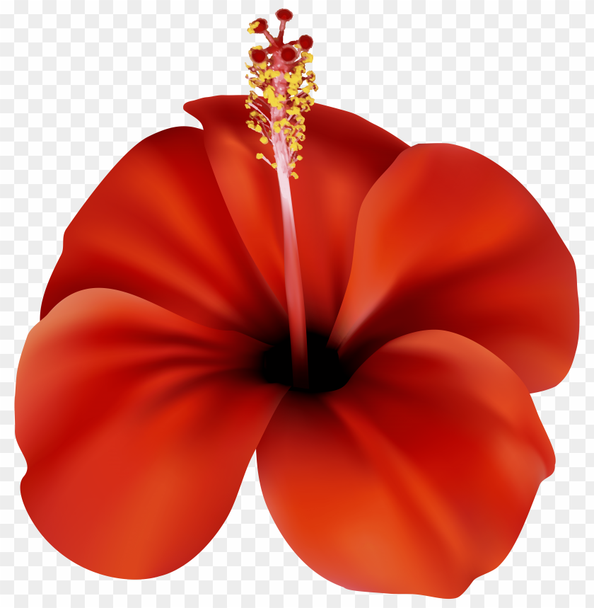 flower, red