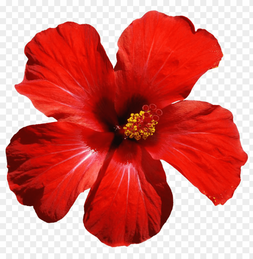 red flowers png download image - hibiscus flower PNG image with transparent background@toppng.com