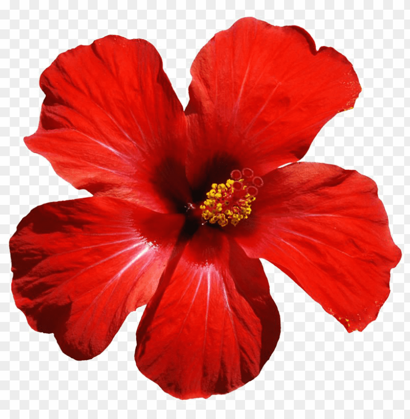 Red Flowers Png Download Image - Hibiscus Flower PNG Transparent