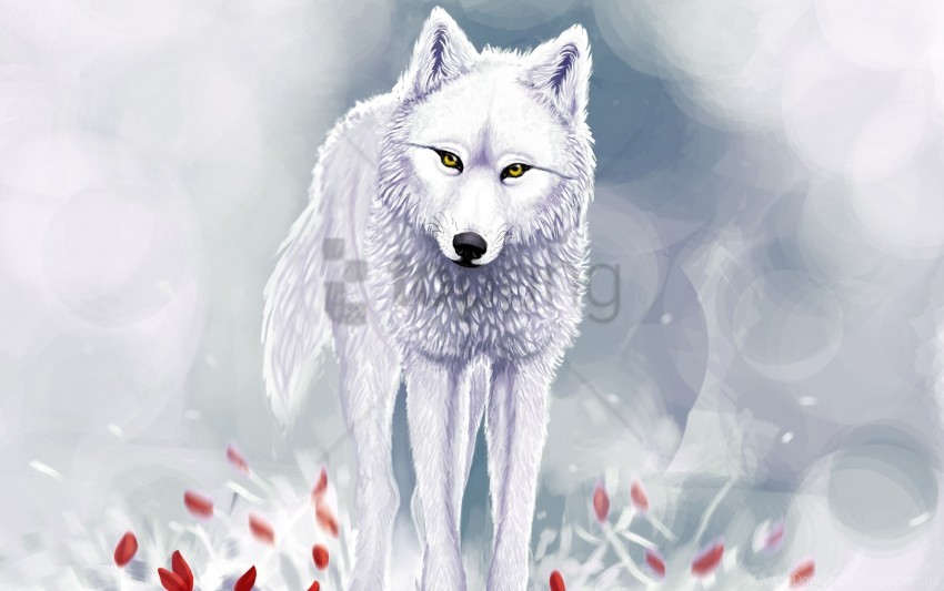 Red Flowers Snow White Wolf Winter Wallpaper Background Best Stock Photos Toppng