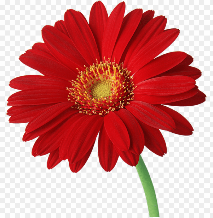 red gerber daisy with stem