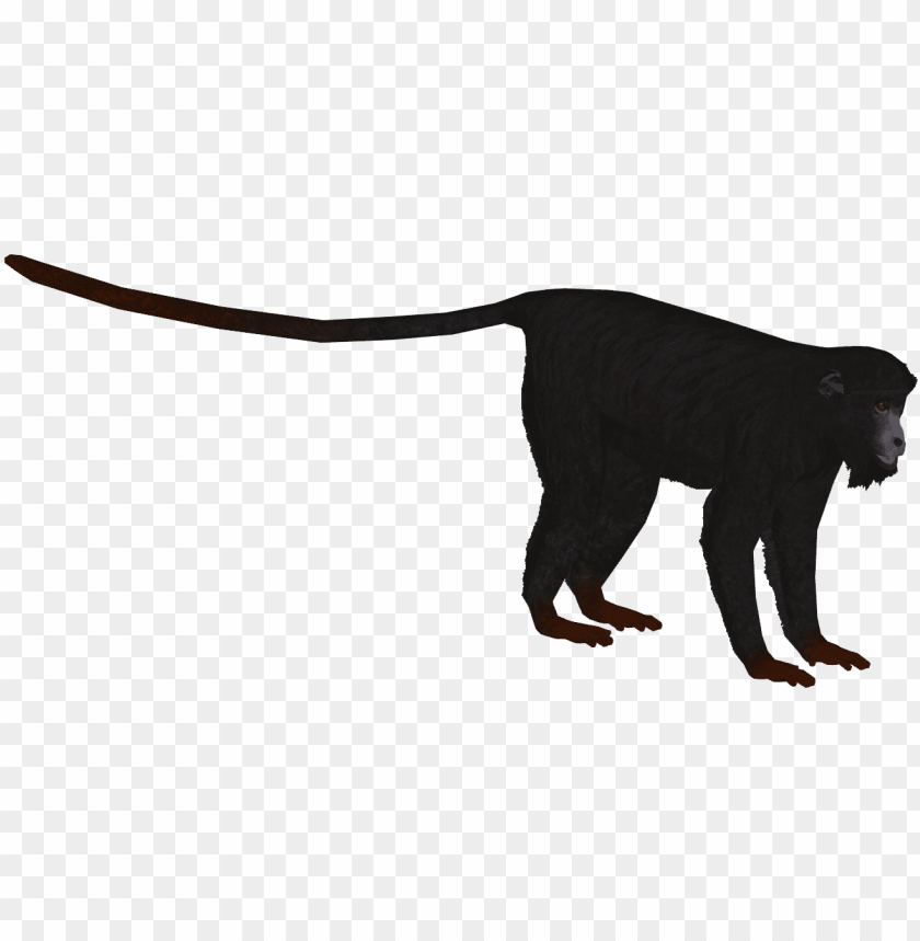 animal, wildlife, ape, cute, silhouette, zoo animals, monkey silhouette