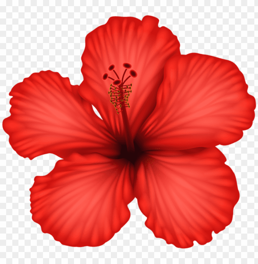 red hibiscus png