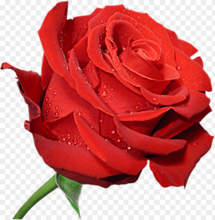 red large rose