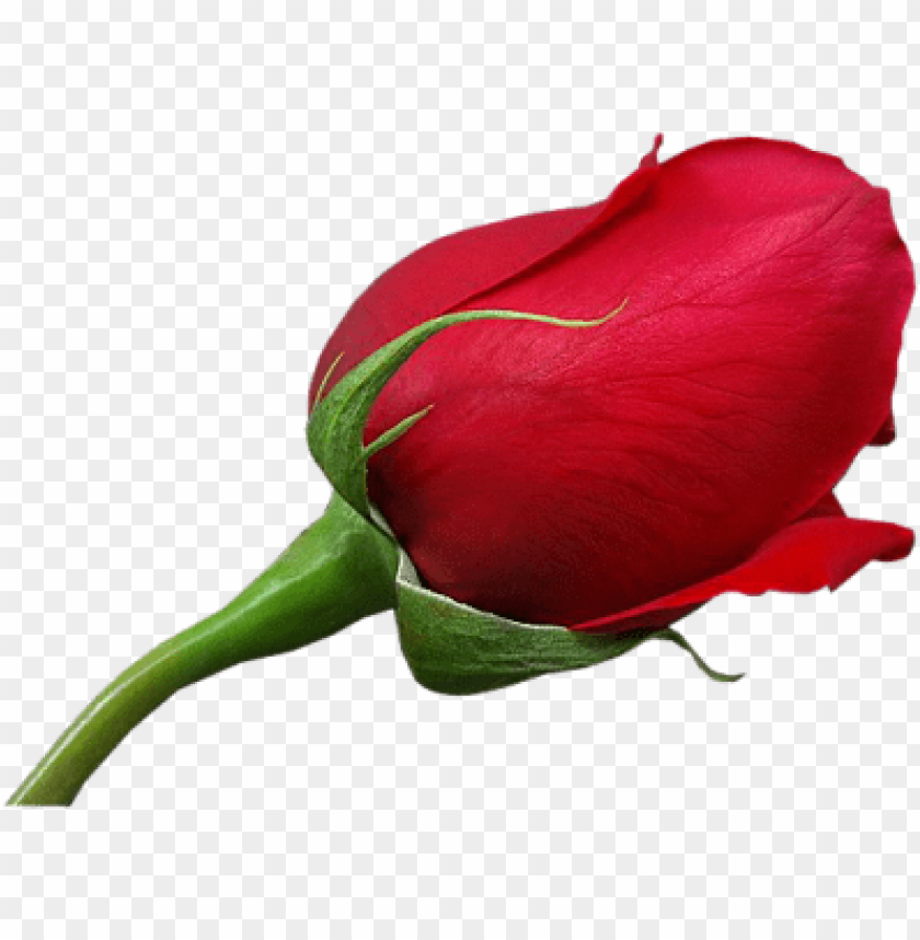 red large rose
