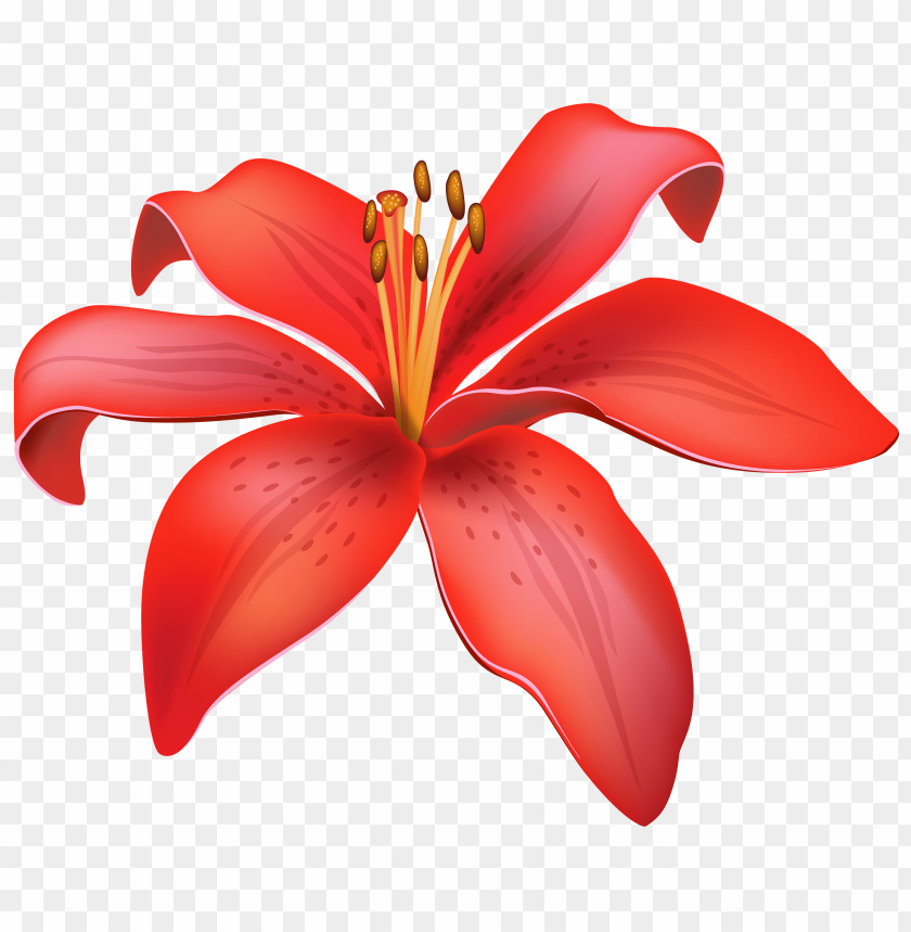 flower, lily, red