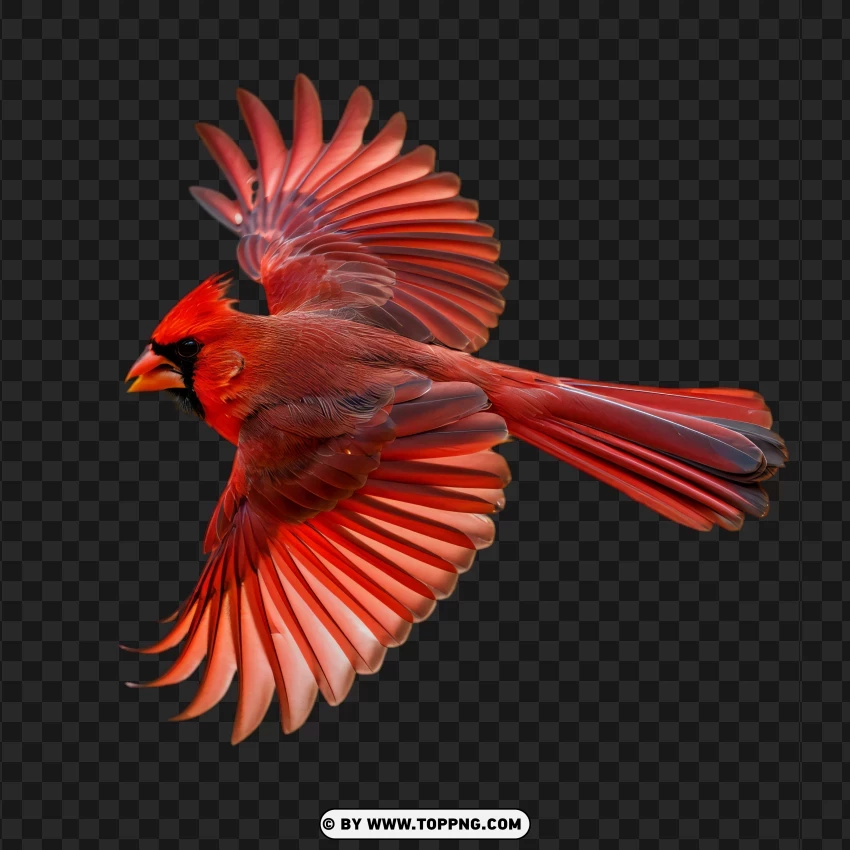 bird, cardinal, red, flying