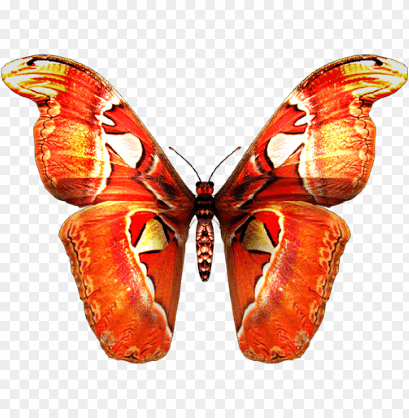animals, insects, butterflies, red orange butterfly, 
