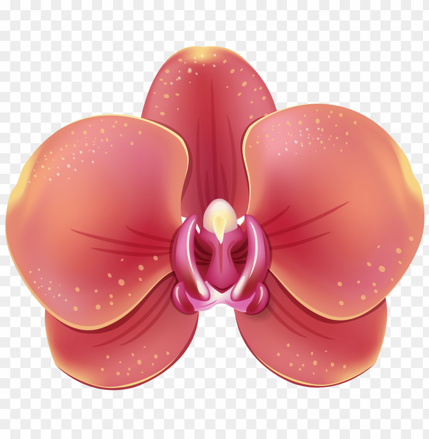 orchid, red