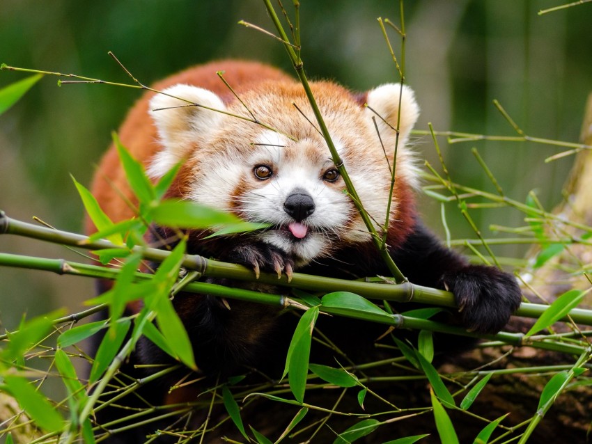 red panda, panda, protruding tongue, cute, funny, bamboo, twigs