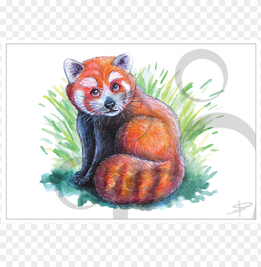 Red Panda Quickie - Red Fox PNG Transparent With Clear Background ID 442744