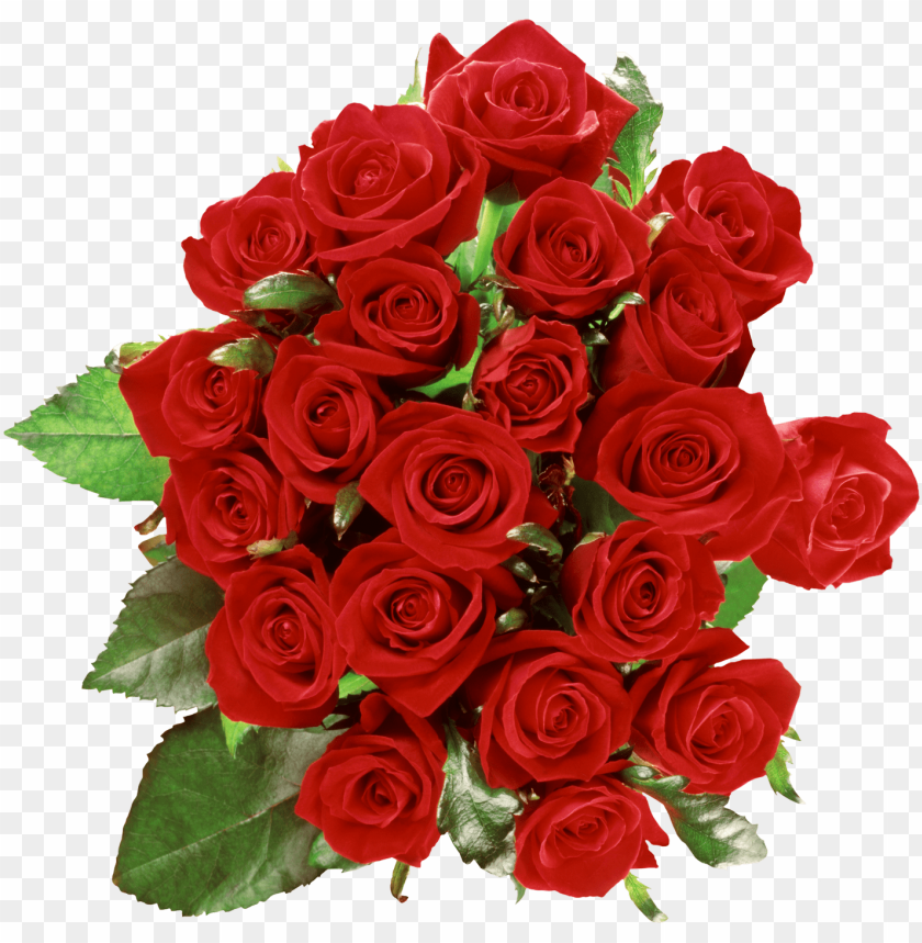 
rose
, 
woody flowering plant
, 
genus rosa
, 
red rose
