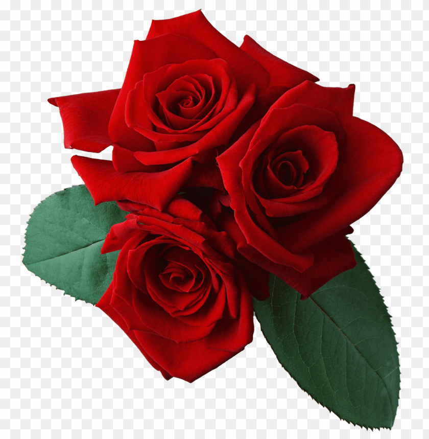 
rose
, 
woody flowering plant
, 
genus rosa
, 
red rose
