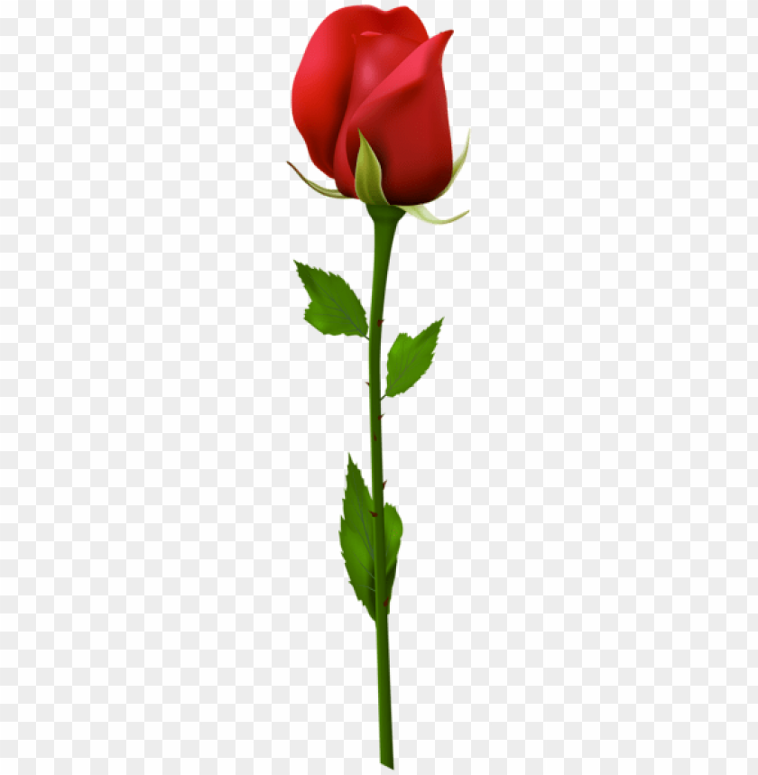 red rose images free download