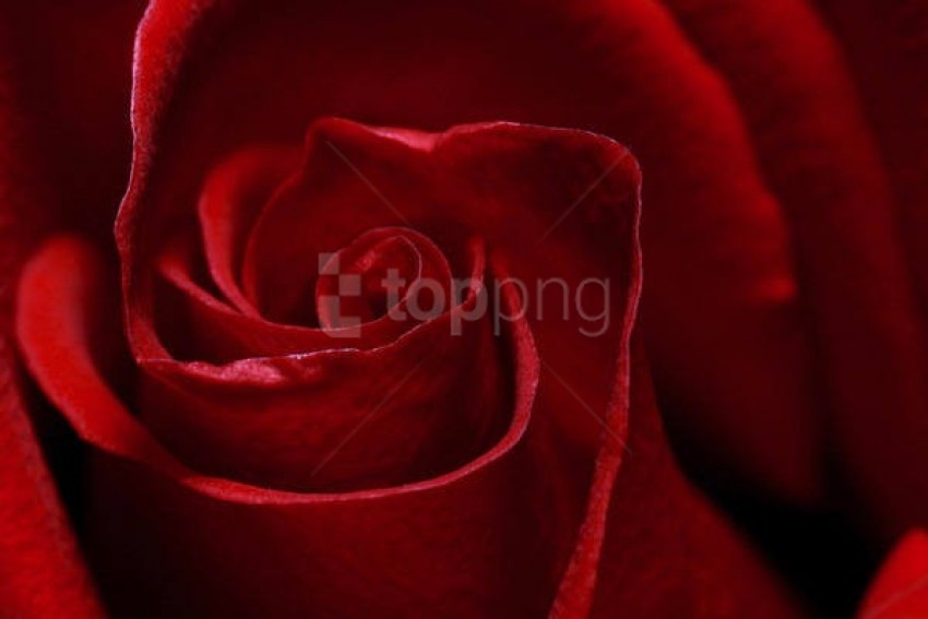 rose, red petals, floral beauty, close-up flower, nature details, romantic flower, botanical art