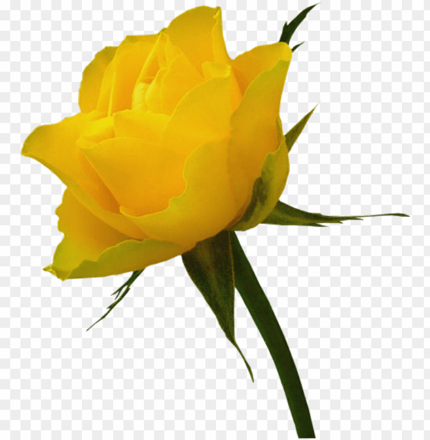 Red Rose And Yellow Rose PNG Transparent With Clear Background ID 81364