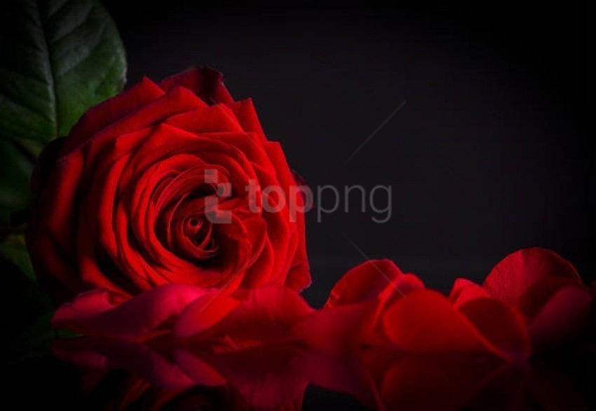 Red Rose Black Background Best Stock Photos Toppng
