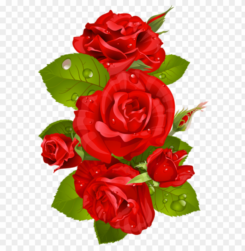 red rose decoration transparent