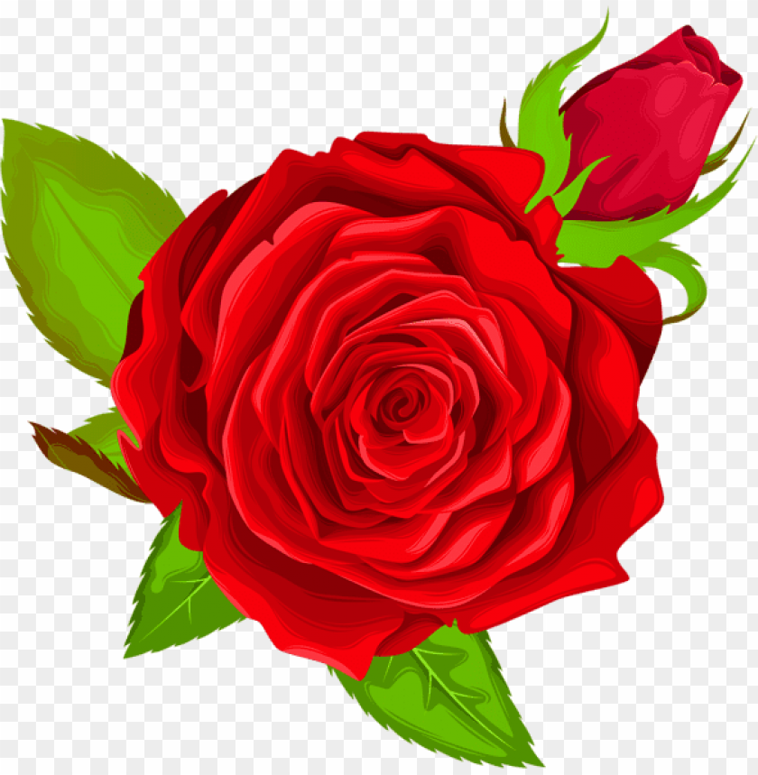 red rose decorative