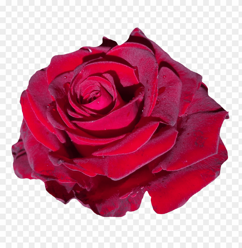 
rose
, 
red rose
, 
flower
