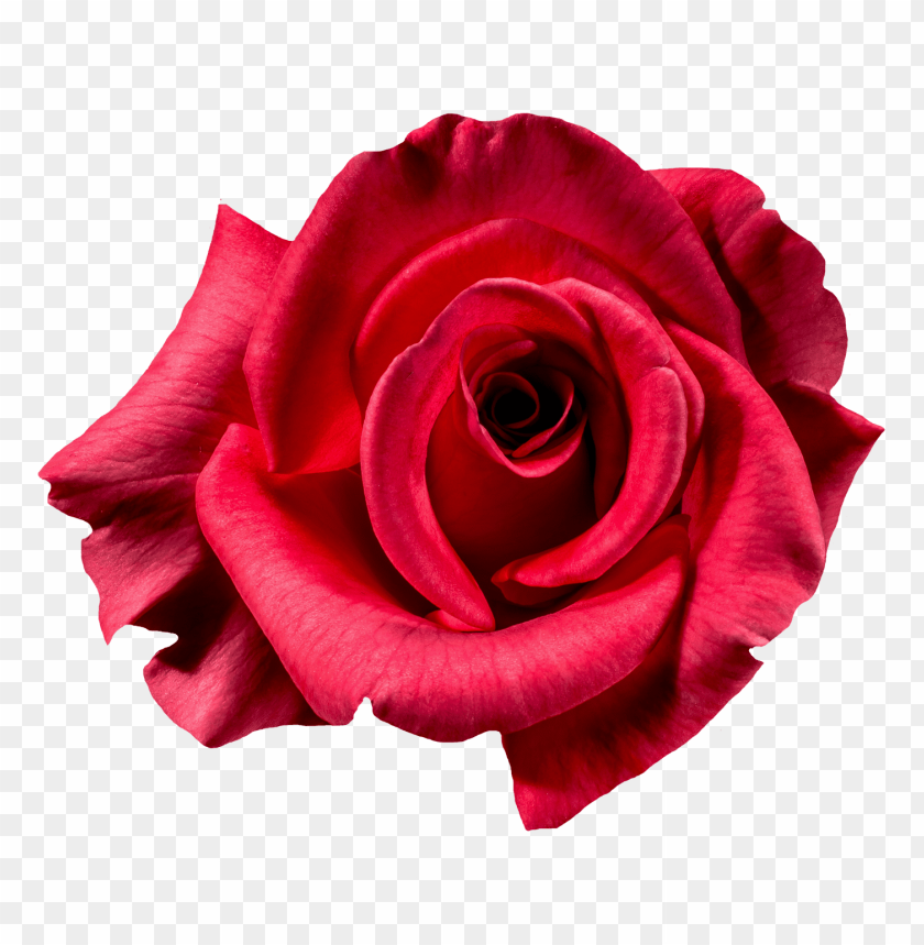 
rose
, 
red rose
, 
flower
