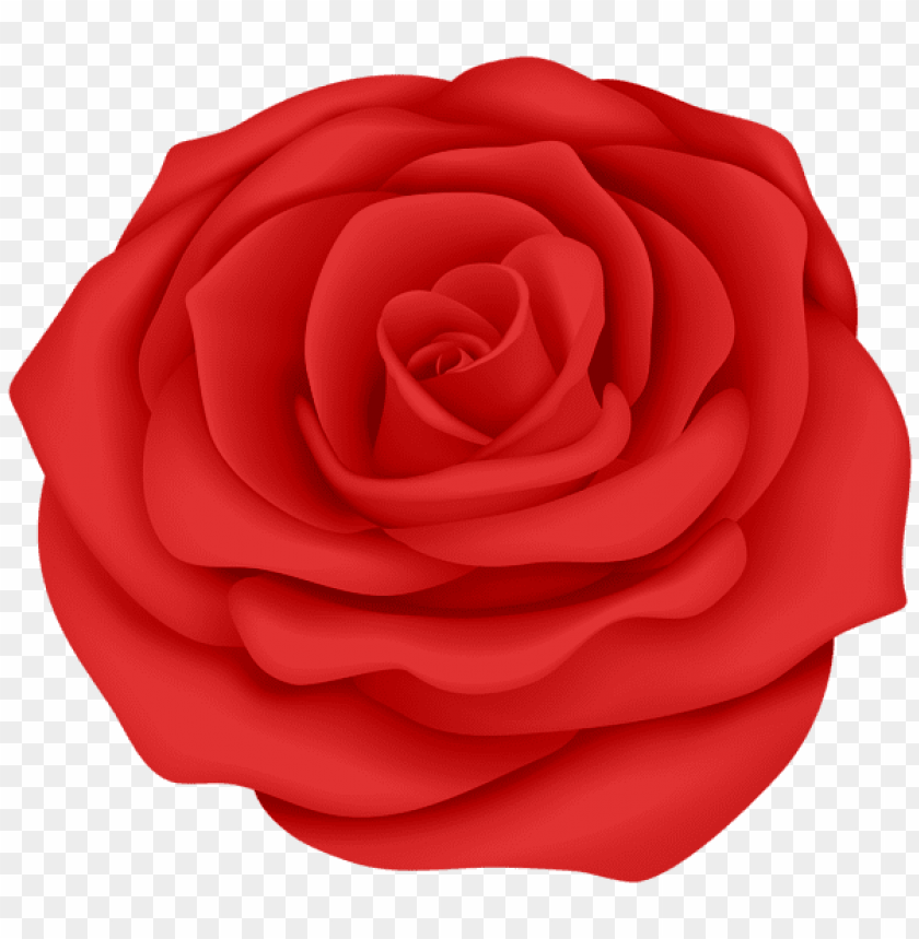 red rose flower transparent