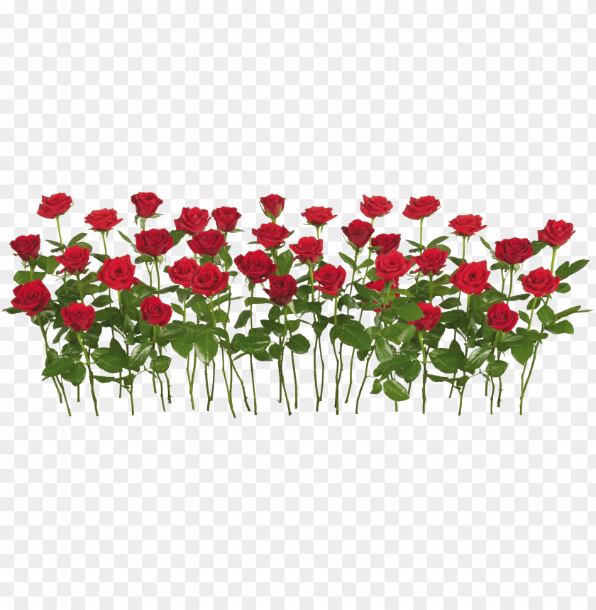 red rose garden PNG image with transparent background | TOPpng