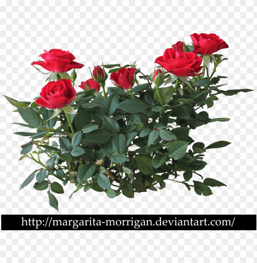 rose bush, rose border, rose tattoo, rose petals falling, red rose, black and white rose