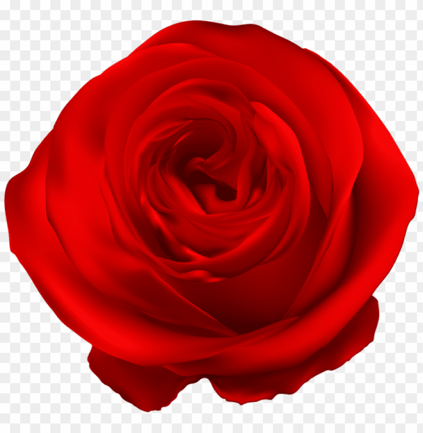 red rose png