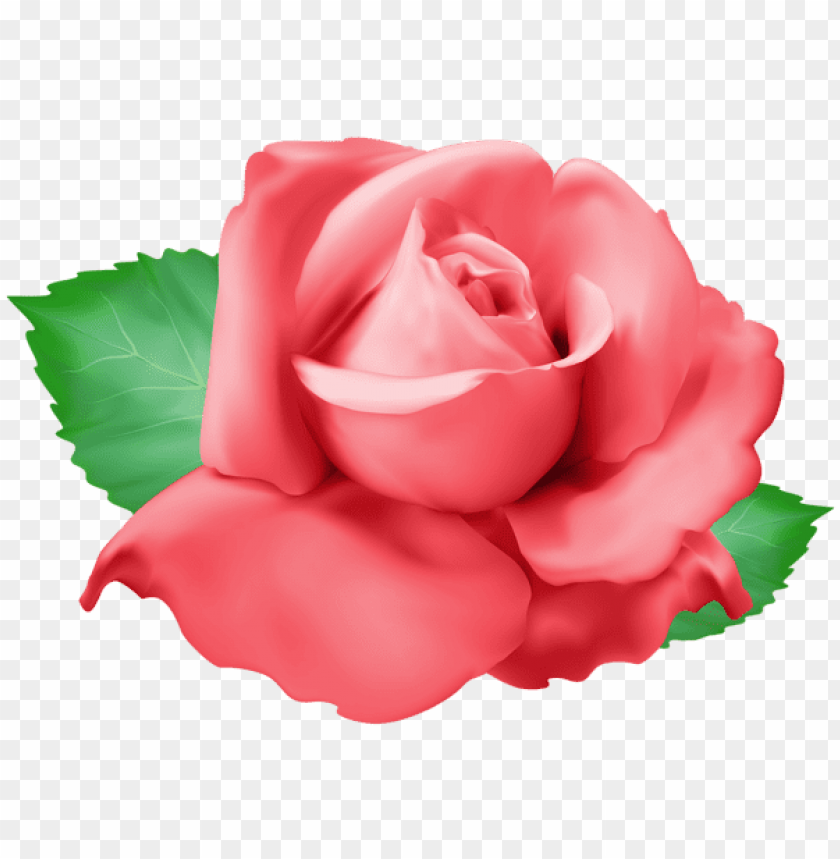 red rose png