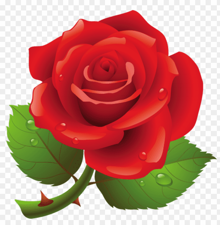red rose png art picture