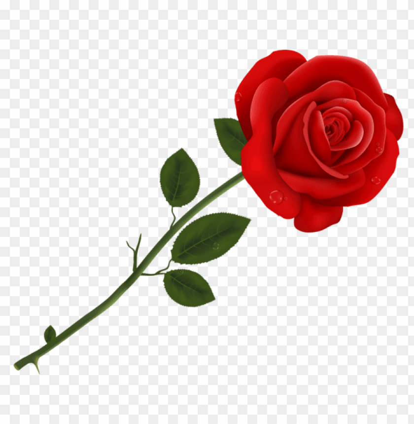 red rose transparent