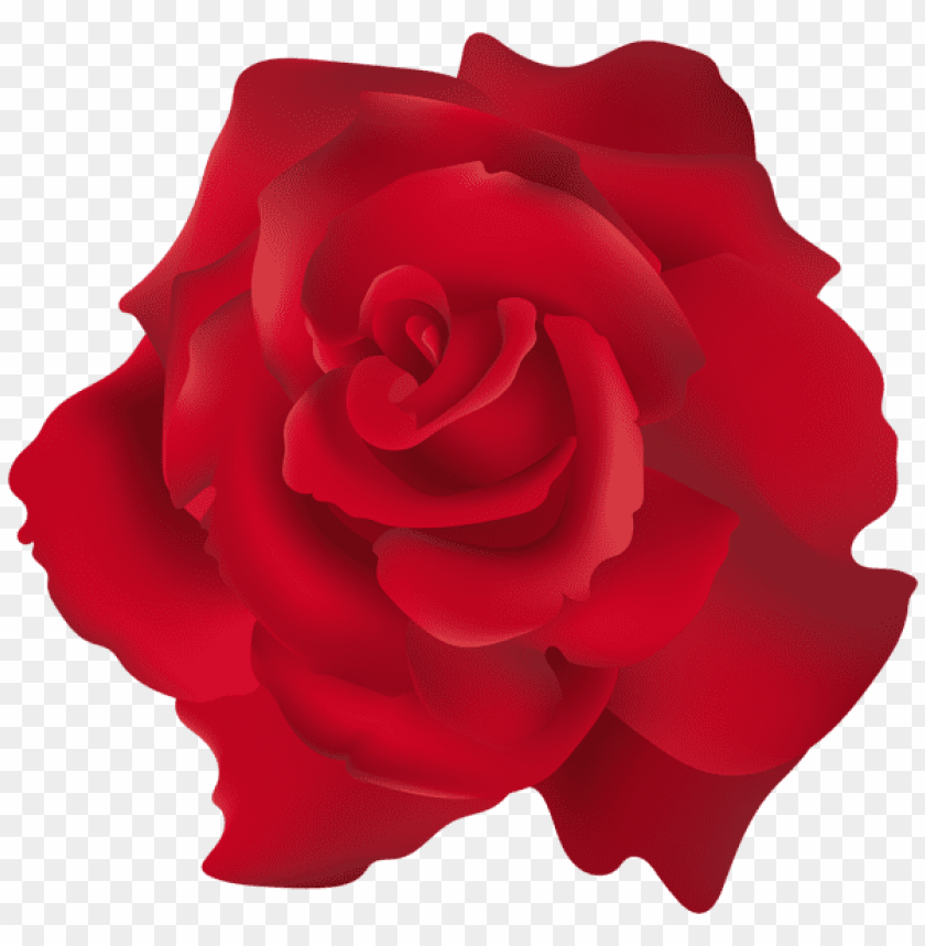 red rose transparent