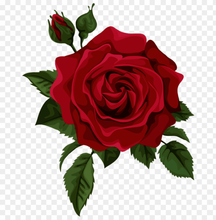 red rose with bud picture