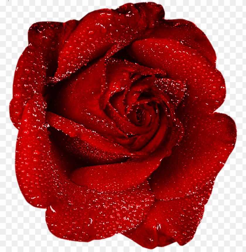 red rose with dew
