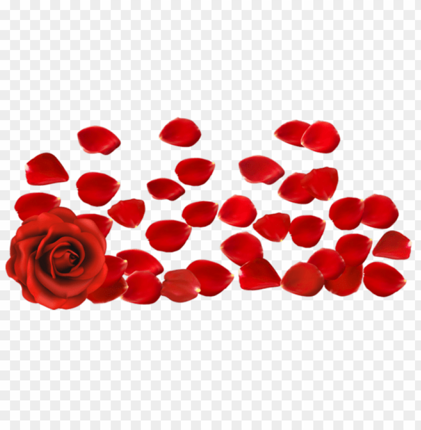 Download red rose with petalspicture png images background | TOPpng