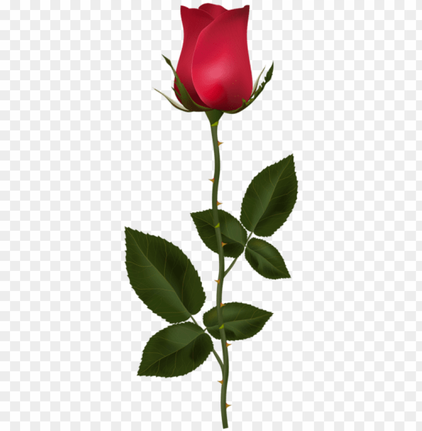 Download Red Rose With Stem Png Images Background