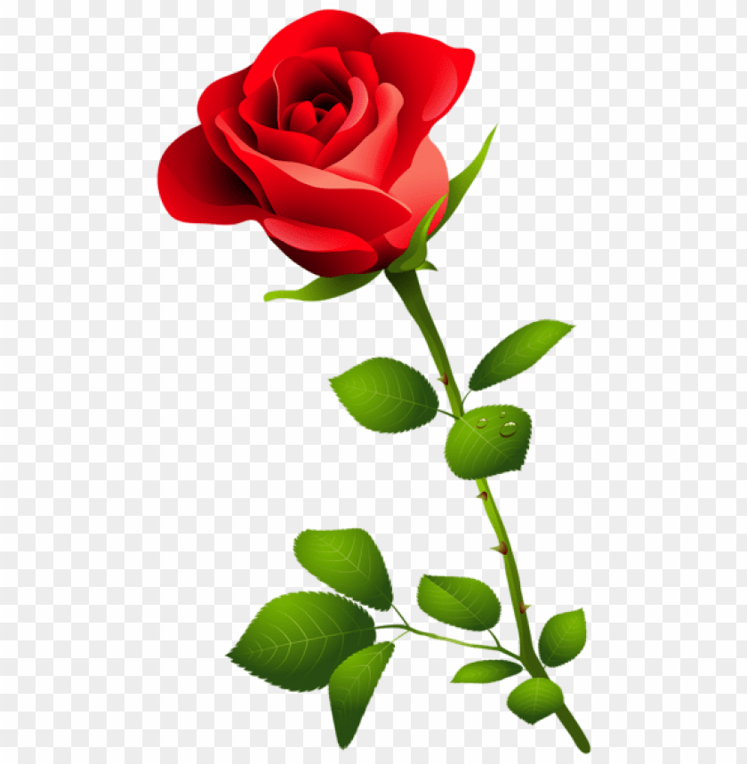 red rose with stem