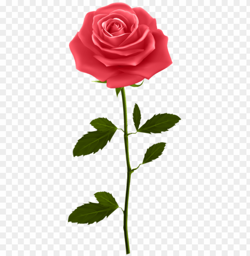 red rose with stem png