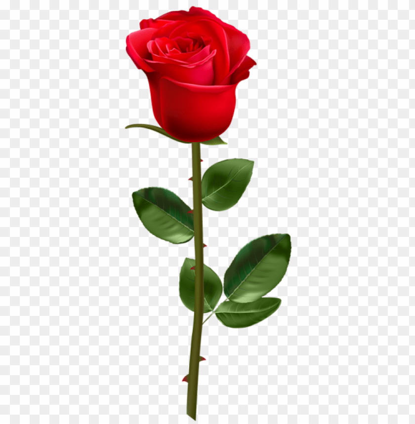 red rose with stem transparent