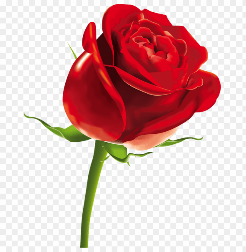 red rosepicture