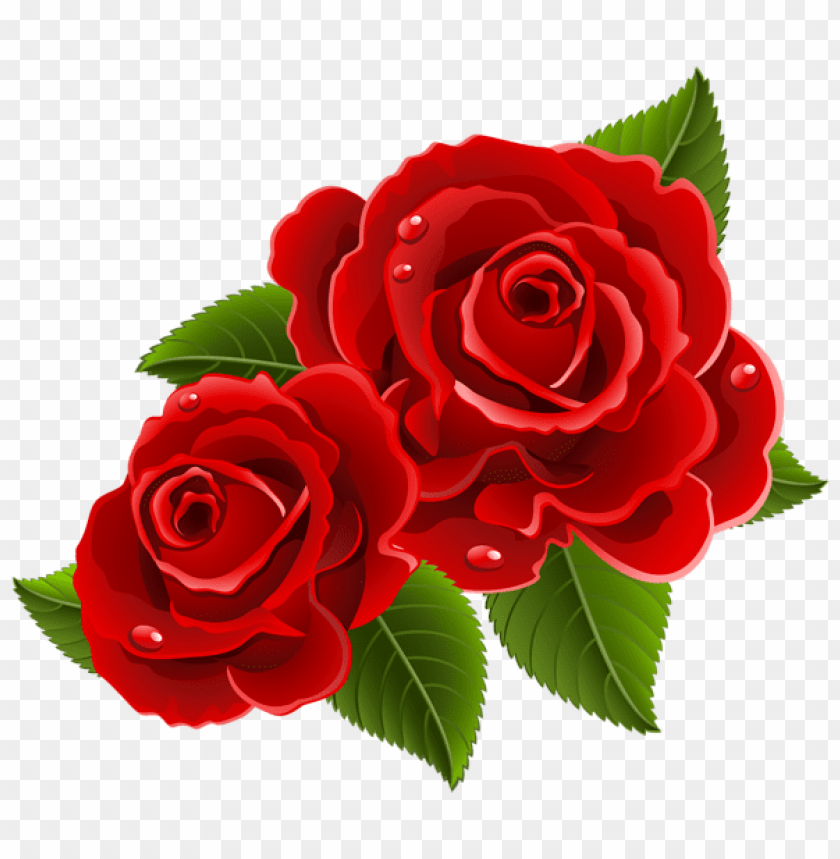red roses beautifulpicture