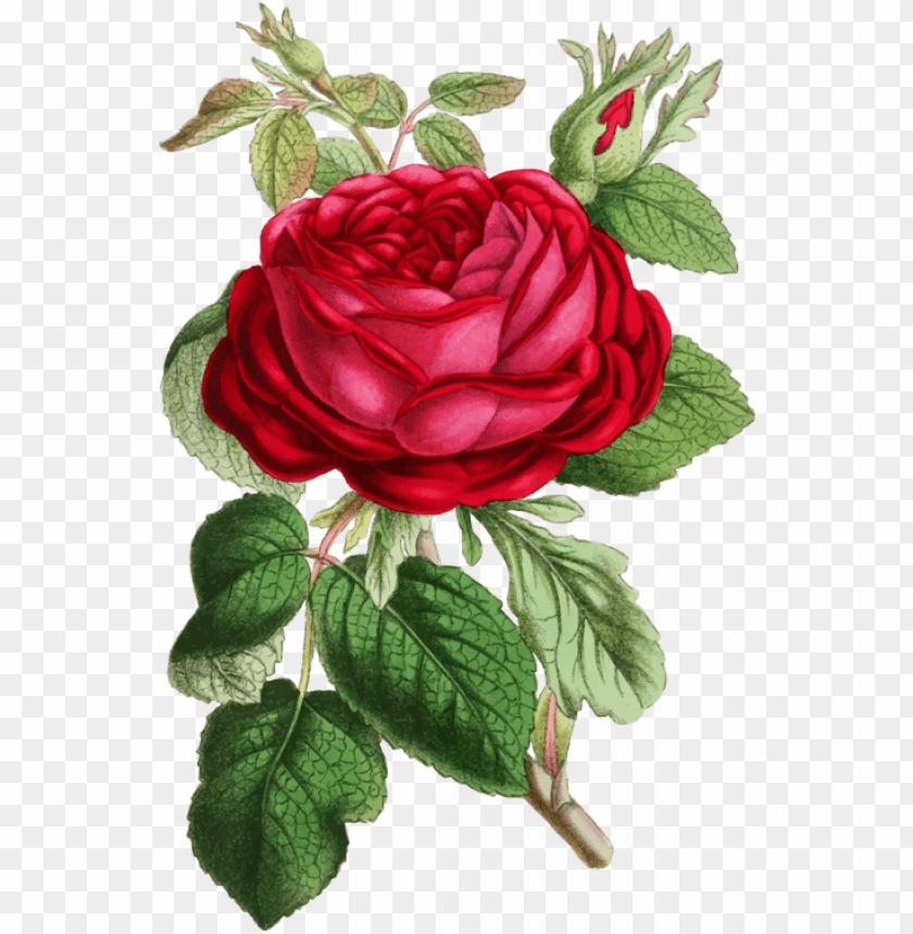 flower design, floral design, rose flower, watercolor rose, rose design, floral pattern